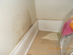 Mold on Drywall Wall