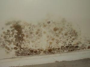 Six Common Causes of Mold Growth in Your Home or Workplace