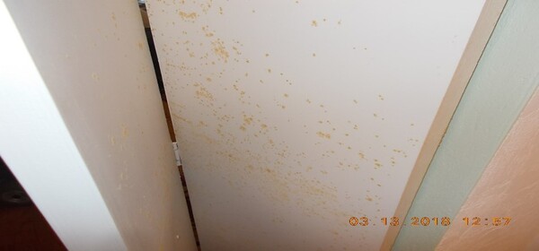 High Humidity and Mold Growth
